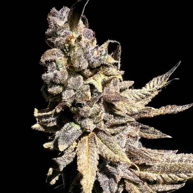 Close-up of a cannabis plant bud with a black background