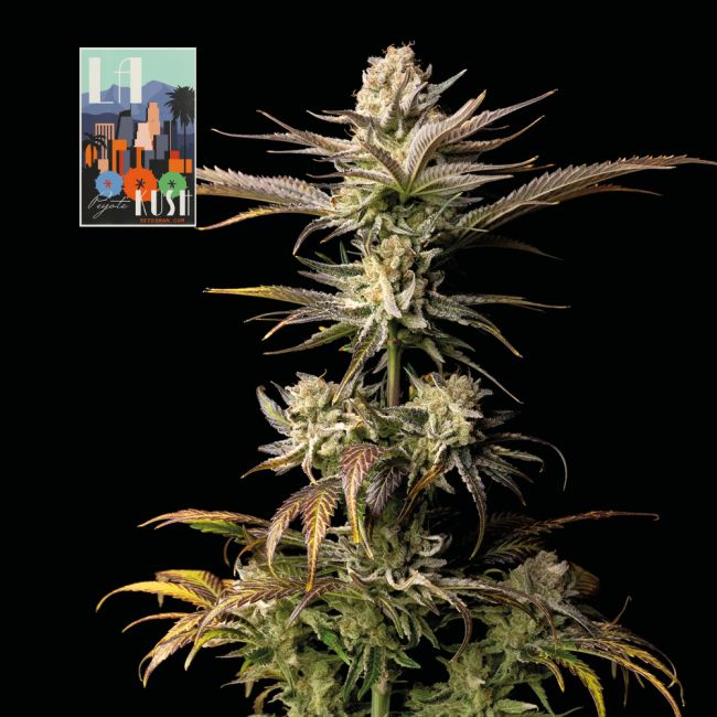 "Pulled back shot of a dense, resinous light green and dark green cannabis top with few visible pistils, covered in a glistening layer of trichomes. The top is showcased against a plant background, highlighting its intricate details and frosty appearance, typical of high-quality cannabis strains found on Strain Envy.