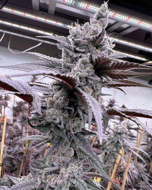 Close-up of a cannabis plant with frosty buds under artificial lighting.