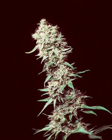 Close up of a giant light green frosty cola with golden pistil hairs.