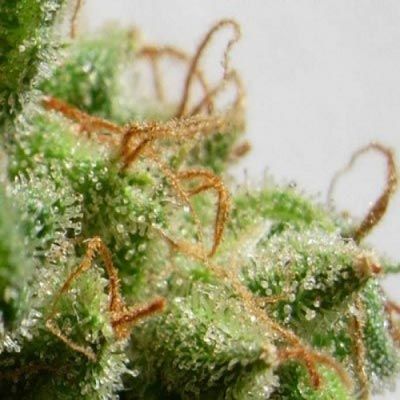 Close-up of a cannabis plant with trichomes on a white background