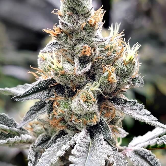Close-up of a cannabis plant with frost on its buds.