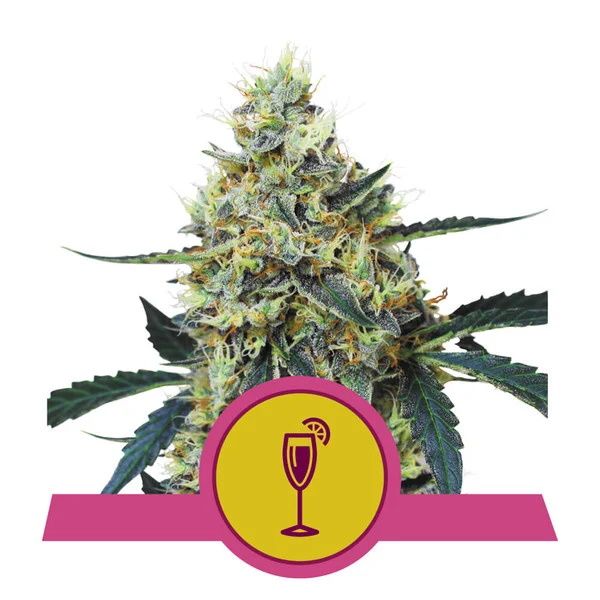 Cannabis plant with a pink and yellow logo featuring a glass and orange slice on a white background
