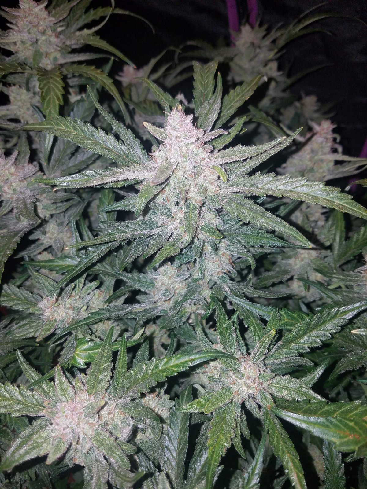 Mexican Airlines Auto - Fast Buds