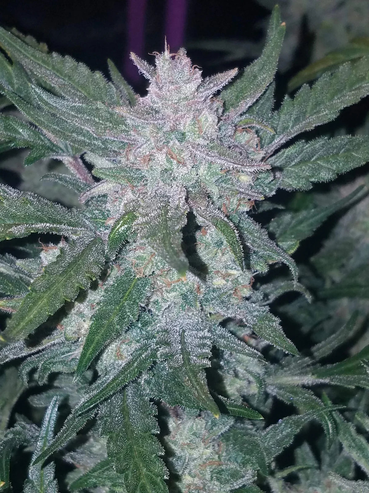 Mexican Airlines Auto - Fast Buds