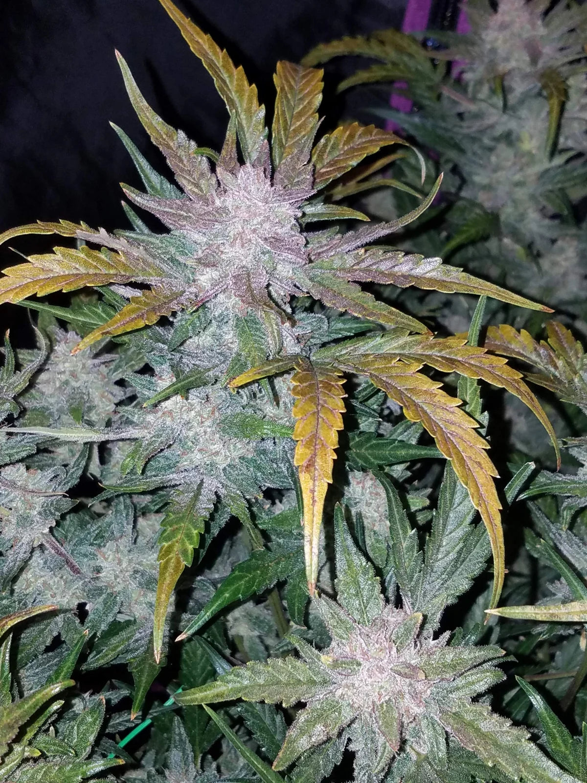 Mexican Airlines Auto - Fast Buds