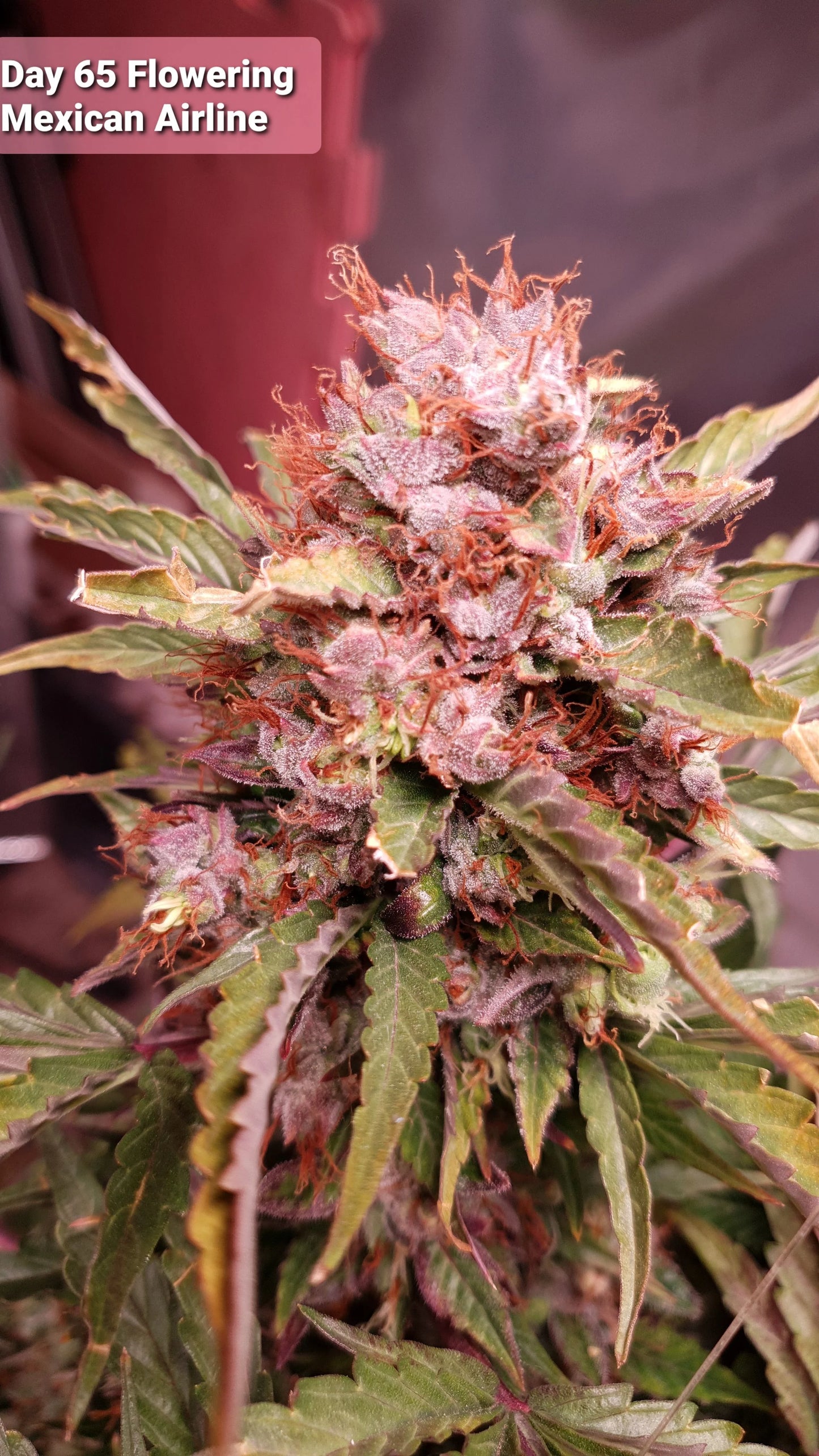 Mexican Airlines Auto - Fast Buds