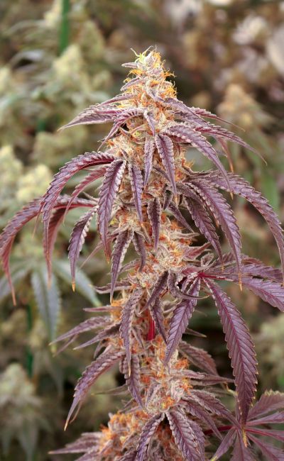 Close-up of a cannabis plant with purple leaves and orange buds.
