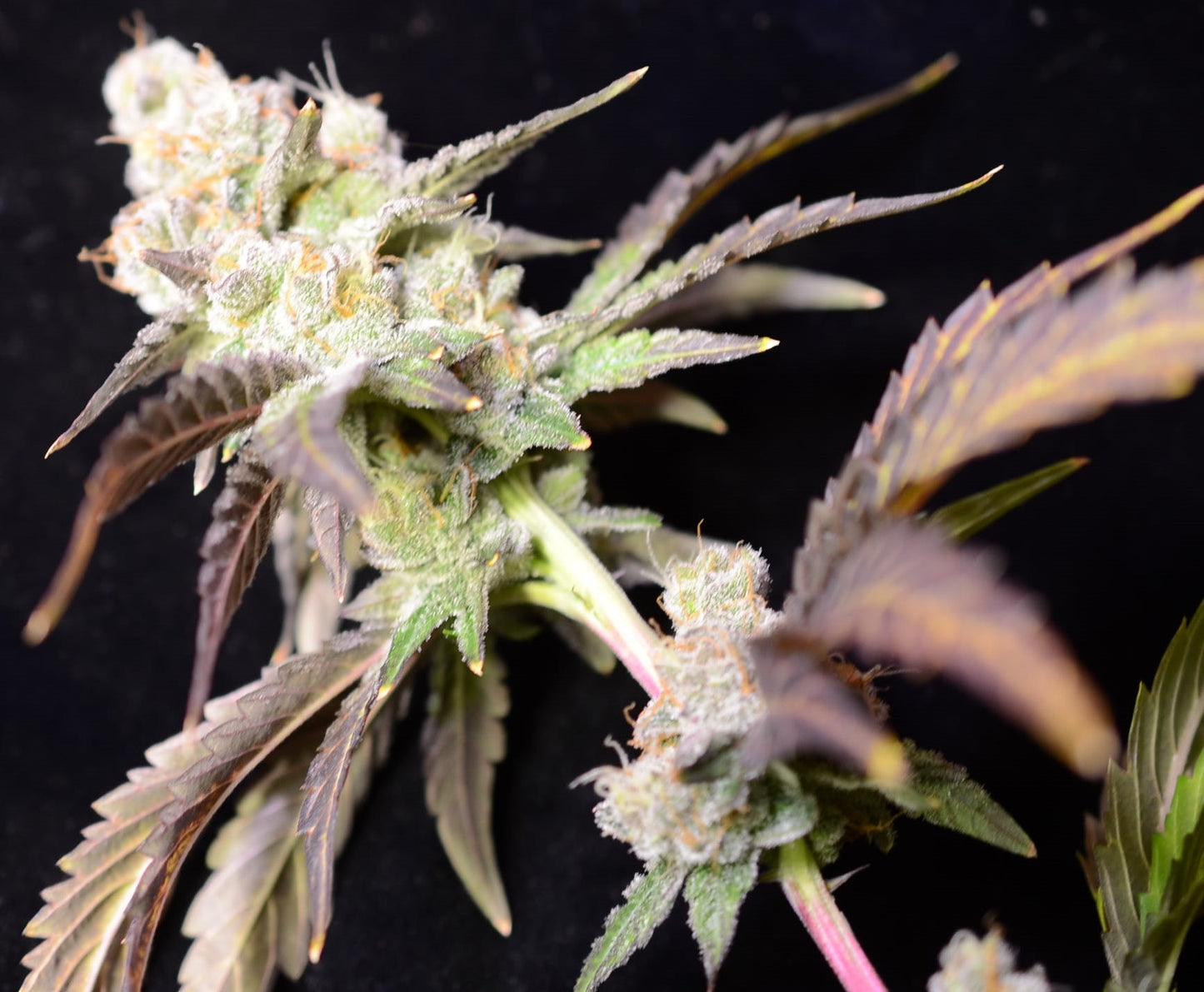 Freska - Breedlove Genetics