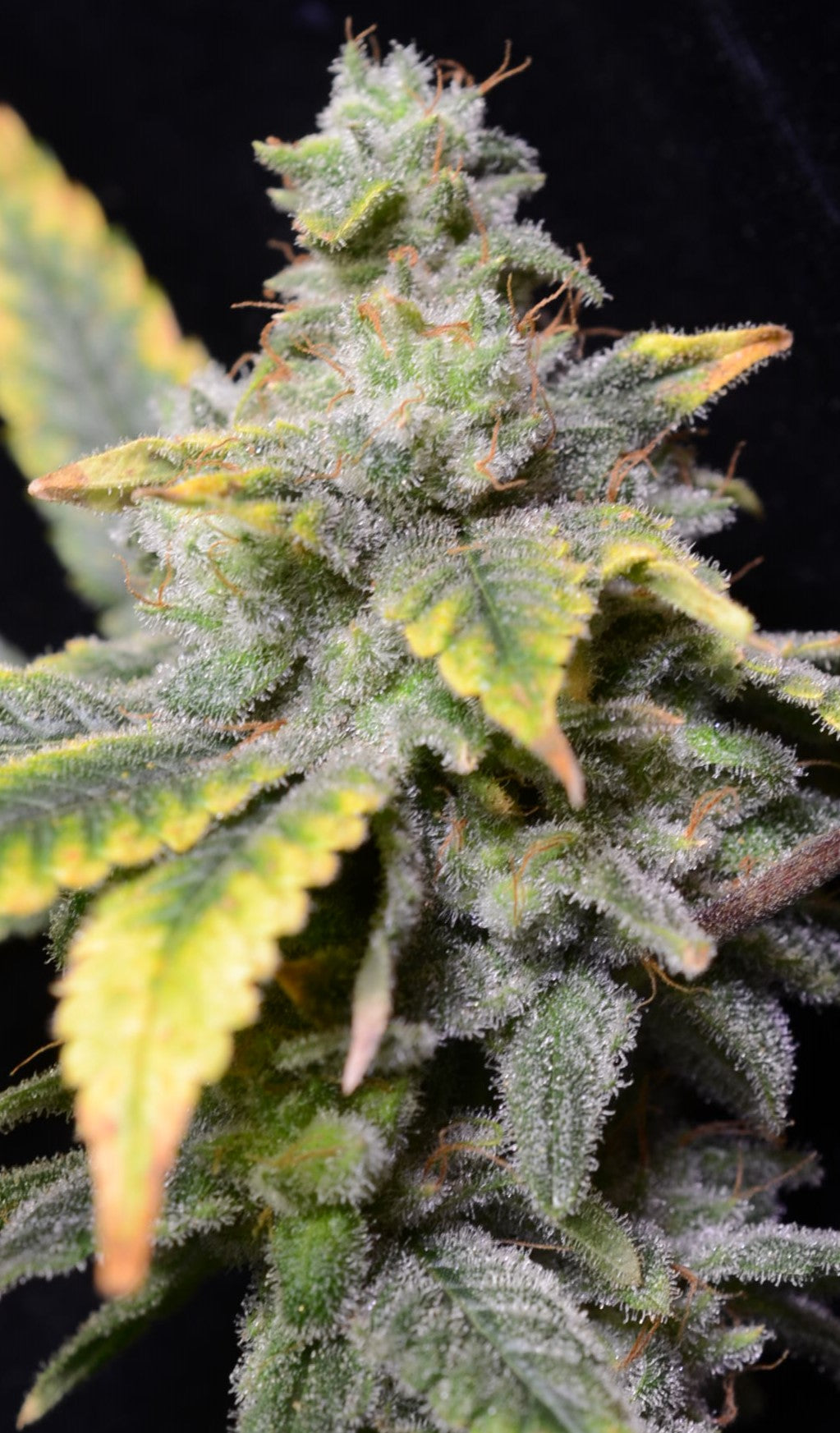 Sampler Mix #1 - Feminized - 10 Labeled Seeds - Breedlove Genetics