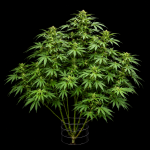 Northern Lights 99 (Brothers Grimm Collab) - Seedsman