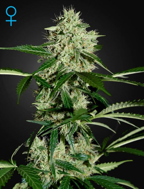 Cannabis plant with a dark background