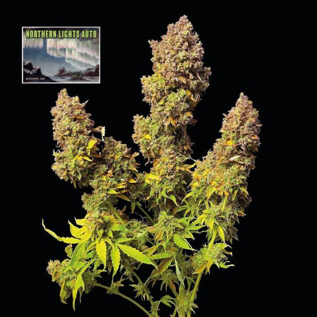 Mature cannabis plant with large buds on a black background, featuring 'Northern Lights Auto' branding.