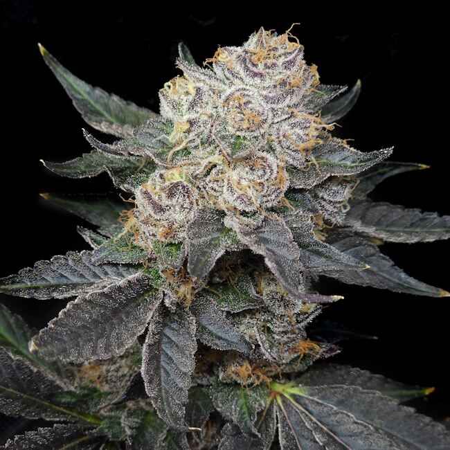 Close-up of a cannabis plant bud with a black background