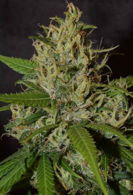 Close-up of a cannabis plant with a dark background