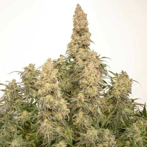Close-up of a cannabis plant with dense buds on a white background