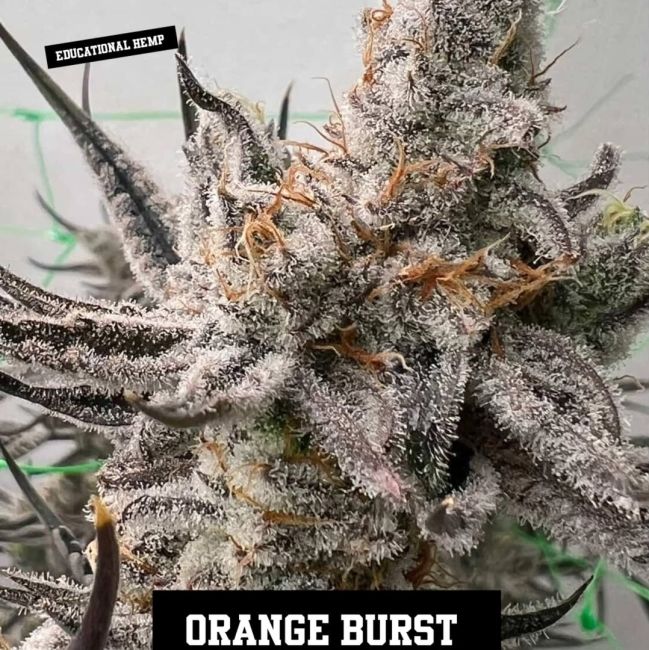 Close-up of a cannabis plant with frost on it, labeled 'Orange Burst'.