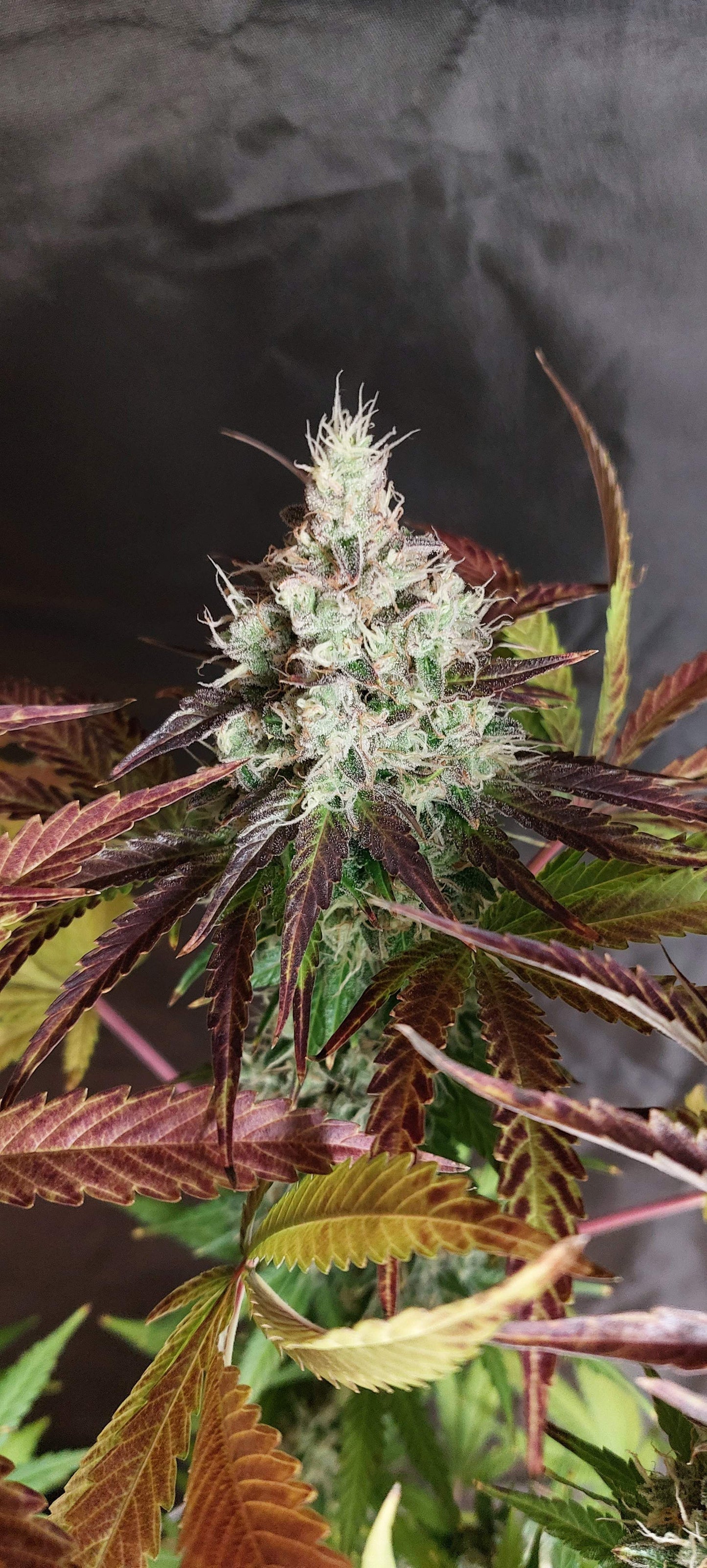 Orange Sherbet FF - Fast Buds