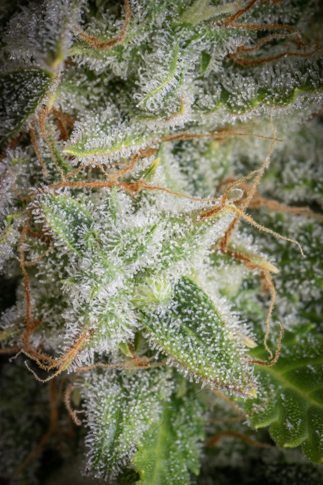 Orange Sherbet Auto - Fast Buds