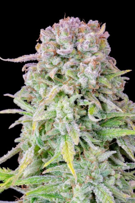 "Close-up of a dense, resinous green and purple cannabis bud with moderate green leaves and few orange pistils, covered in a glistening layer of trichomes. The bud is showcased against a black background, highlighting its intricate details and frosty appearance, typical of high-quality cannabis strains."