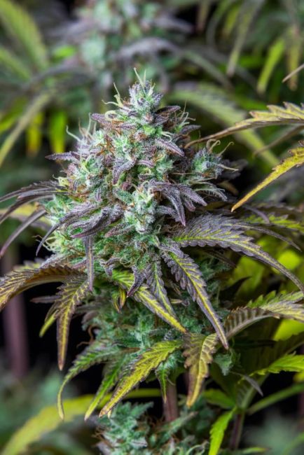 "Close-up of a dense, resinous purple green and yellow cannabis bud with streaked green leaves and white pistils, covered in a glistening layer of trichomes. The bud is showcased against a plant background, highlighting its intricate details and frosty appearance, typical of high-quality cannabis strains."