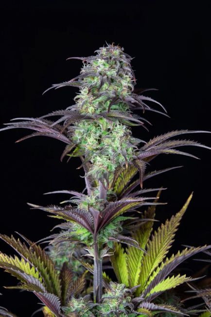 "Close-up of a multicolored cannabis bud with vibrant purple leaves and a few white pistils, covered in a glistening layer of trichomes. The bud is showcased against a black background, highlighting its intricate details and frosty appearance, typical of high-quality cannabis strains."