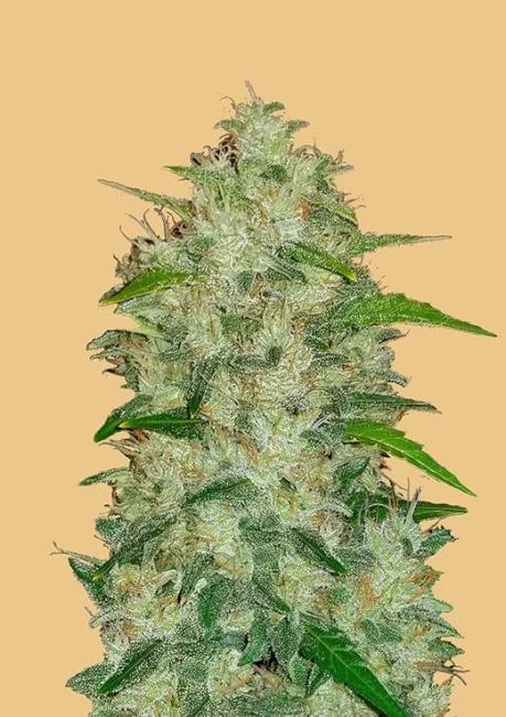 This is original Chemdawg Auto from Fastbuds, it's light green with dark green leaves protruding from the frosty bud.