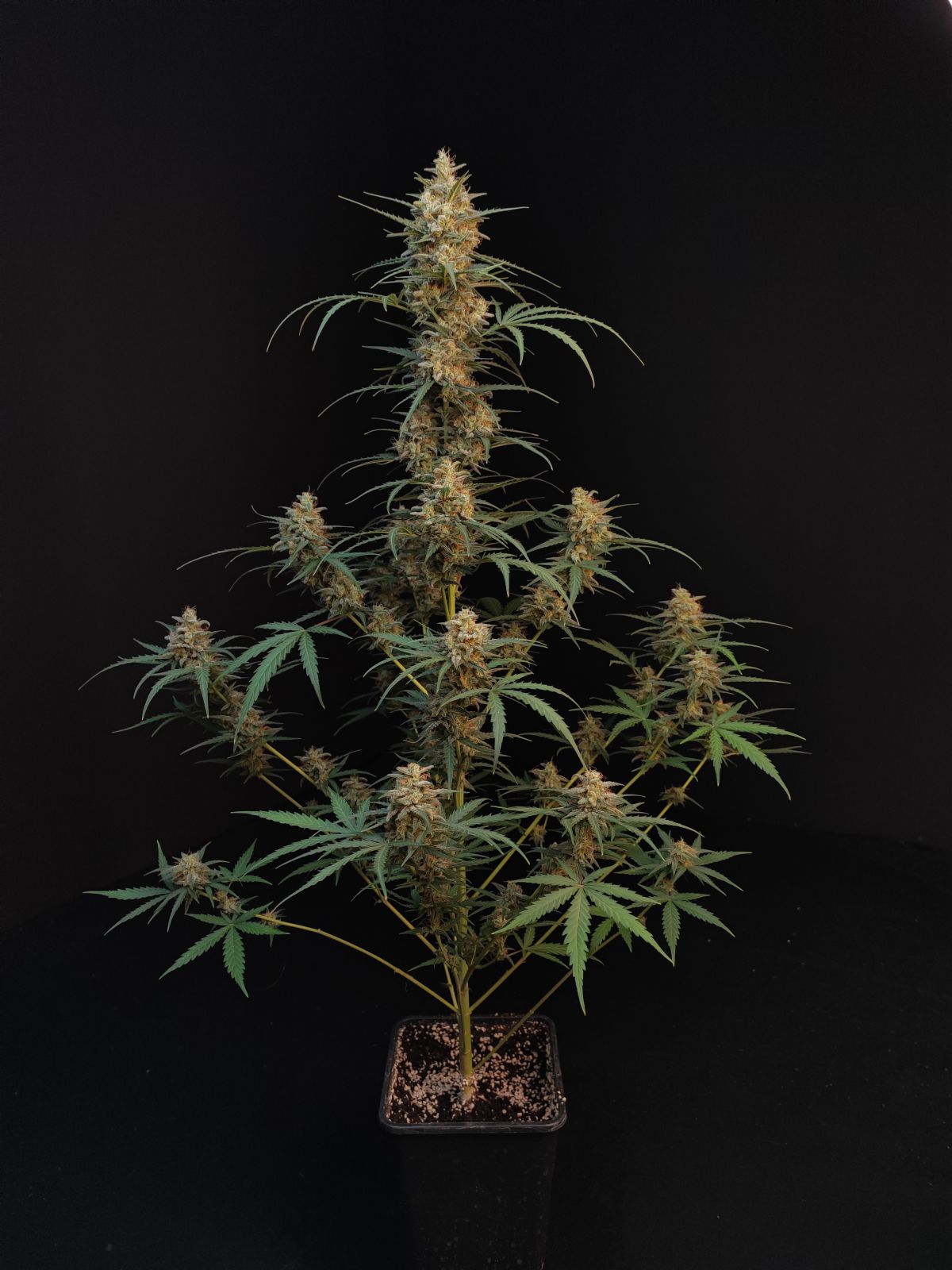 Original Chemdawg Auto - Fast Buds