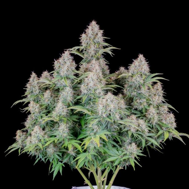 "Pulled out shot of an entire ripe plant with very large, resinous cannabis buds with vibrant green leaves and many silver pistils, covered in a glistening layer of trichomes. The bud is showcased against a black background, highlighting its intricate details and frosty appearance, typical of high-quality cannabis strains."