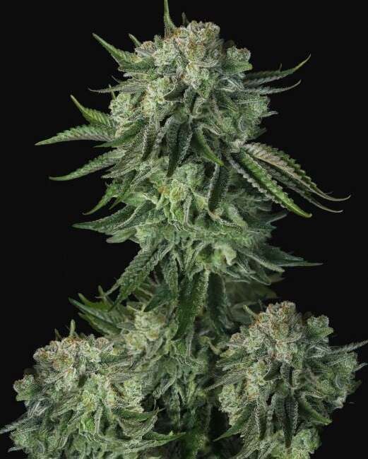 "Close-up of a dense, resinous light green and dark green cannabis bud with few golden pistils, covered in a glistening layer of trichomes. The bud is showcased against a plant background, highlighting its intricate details and frosty appearance, typical of high-quality cannabis strains found on Strain Envy.