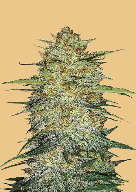 "Close-up of a dense, resinous multicolored cannabis bud with vibrant gold pistils, covered in a glistening layer of trichomes. The bud is showcased against a neutral background, highlighting its intricate details and frosty appearance, typical of high-quality cannabis strains."
