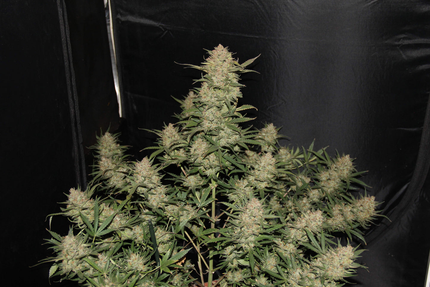 Original OG Kush Auto - Fast Buds