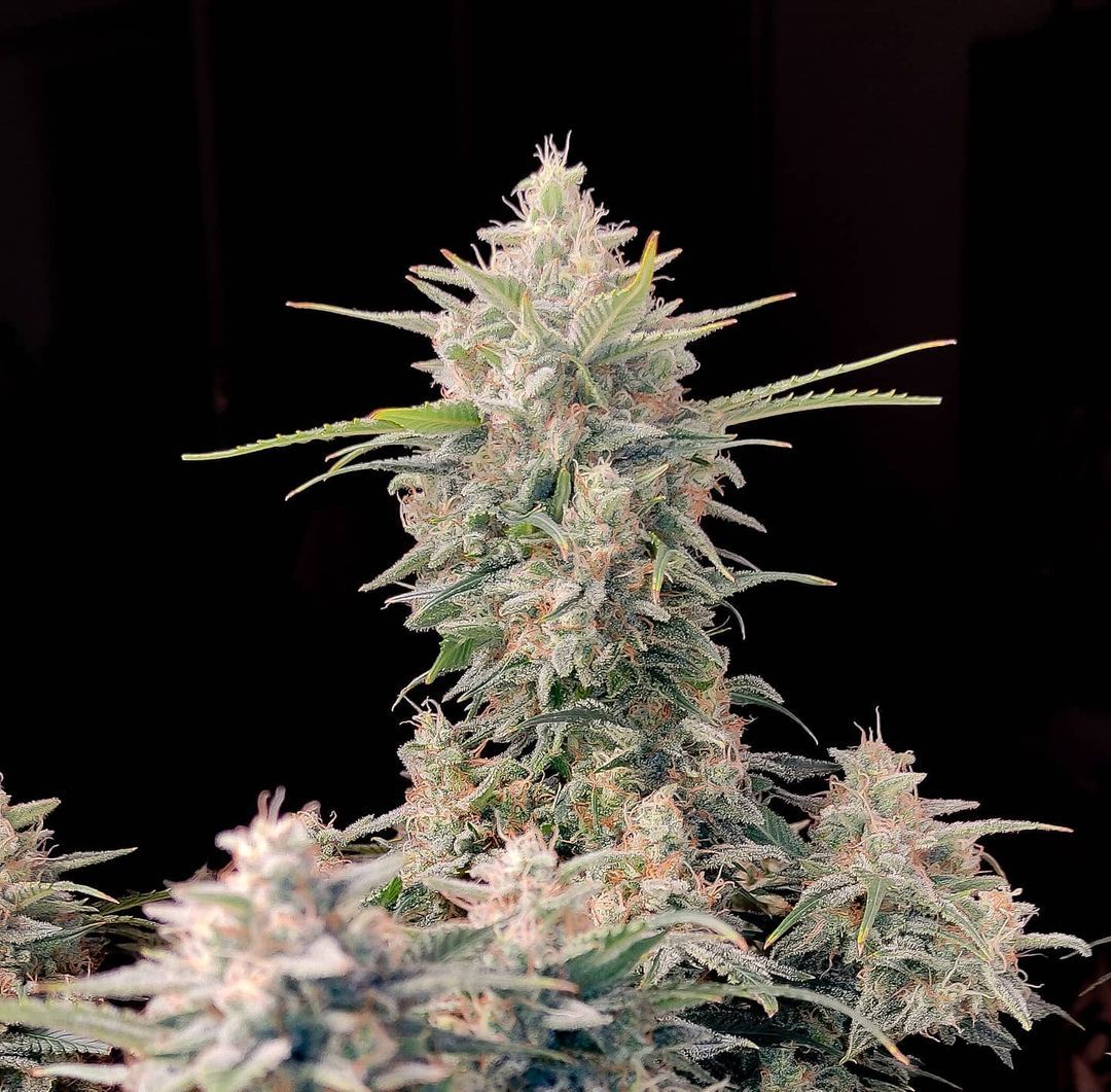 "Close-up of a dense, resinous silver green cannabis bud with vibrant green leaves and orange pistils, covered in a glistening layer of trichomes. The bud is showcased against a black background, highlighting its intricate details and frosty appearance, typical of high-quality cannabis strains."