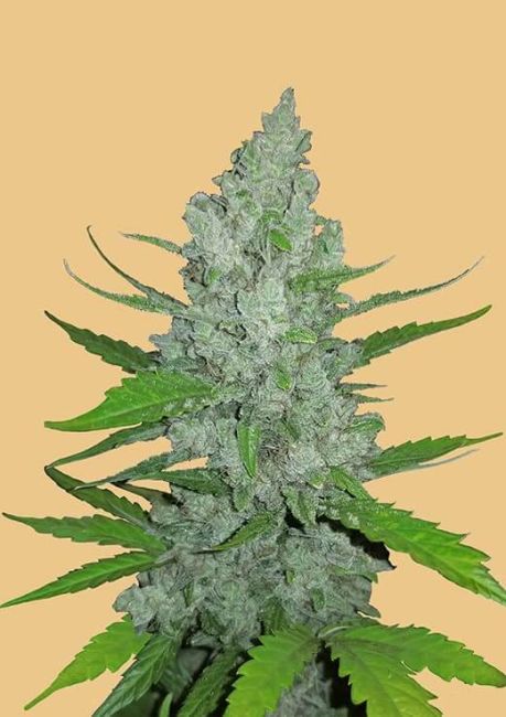 "Close-up of a dense, resinous light green cannabis bud with vibrant green leaves and orange pistils, covered in a glistening layer of trichomes. The bud is showcased against a beige background, highlighting its intricate details and frosty appearance, typical of high-quality cannabis strains."