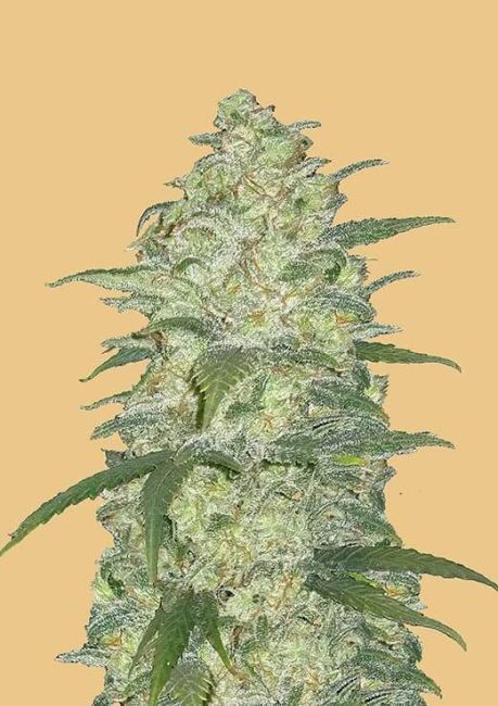 "Close-up of a dense, resinous light green cannabis bud with vibrant green leaves and few pistils, covered in an extra heavy layer of glistening trichomes. The bud is showcased against a neutral background, highlighting its intricate details and frosty appearance, typical of high-quality cannabis strains."