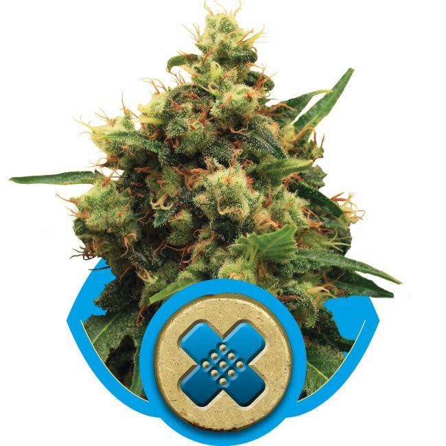 Close-up of a cannabis plant with a blue shield and cross symbol on a white background