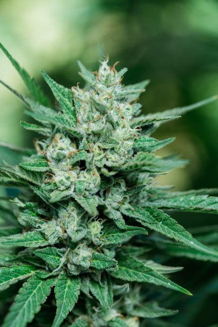 Papa Smurf Fast - Atlas Seed