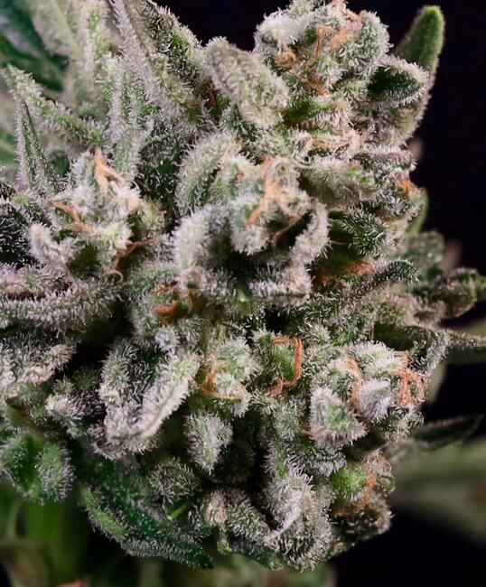 Peanut Butter Breath Fast - Atlas Seed