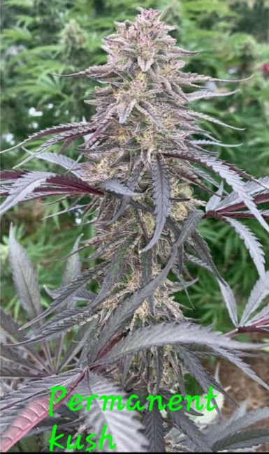 Permanent Kush