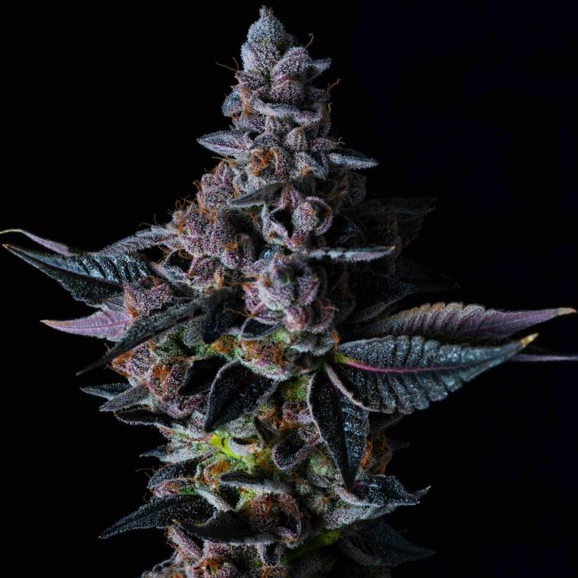 Close-up of a cannabis plant bud against a black background