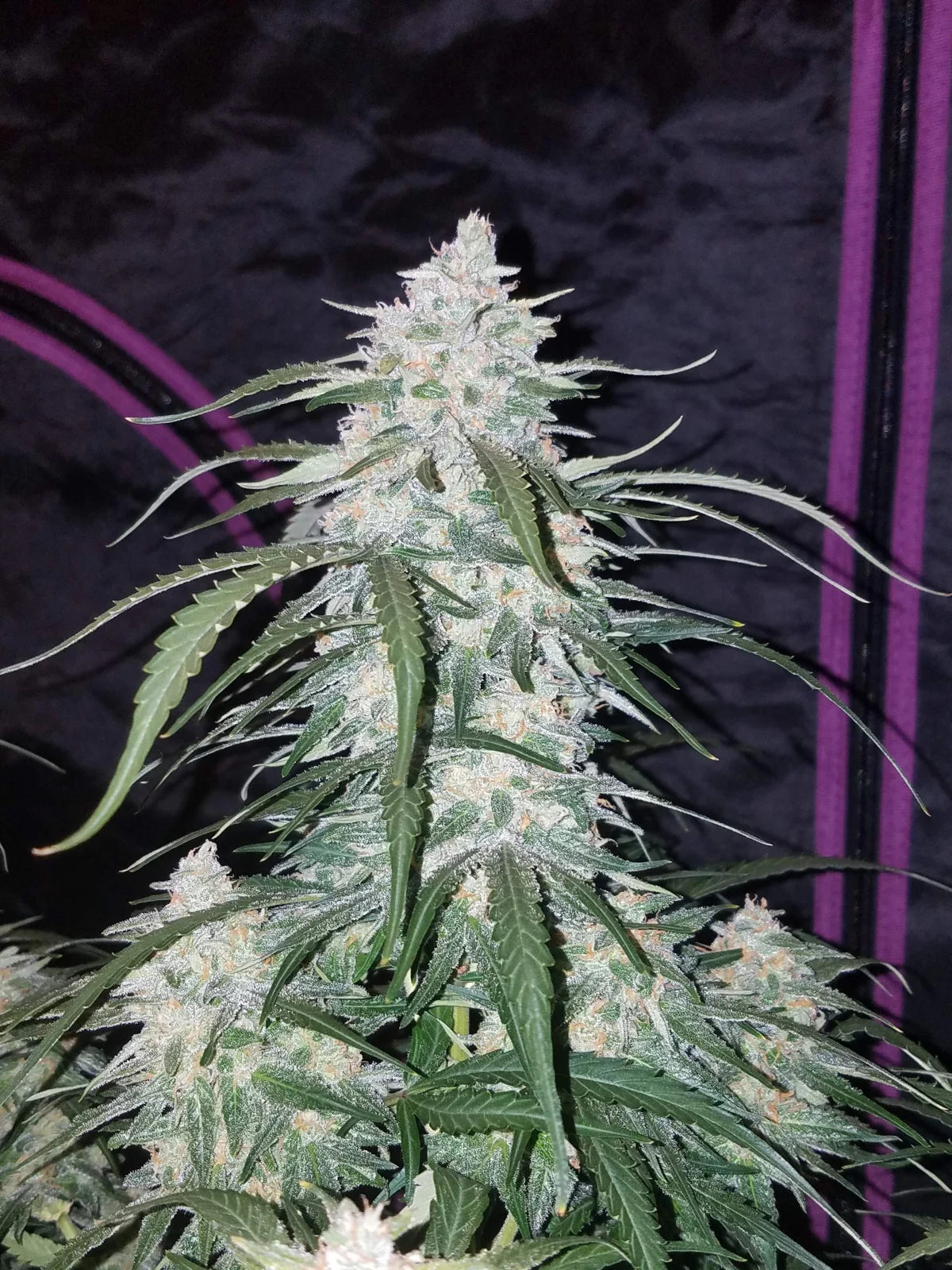 Pineapple Express Auto - Fast Buds