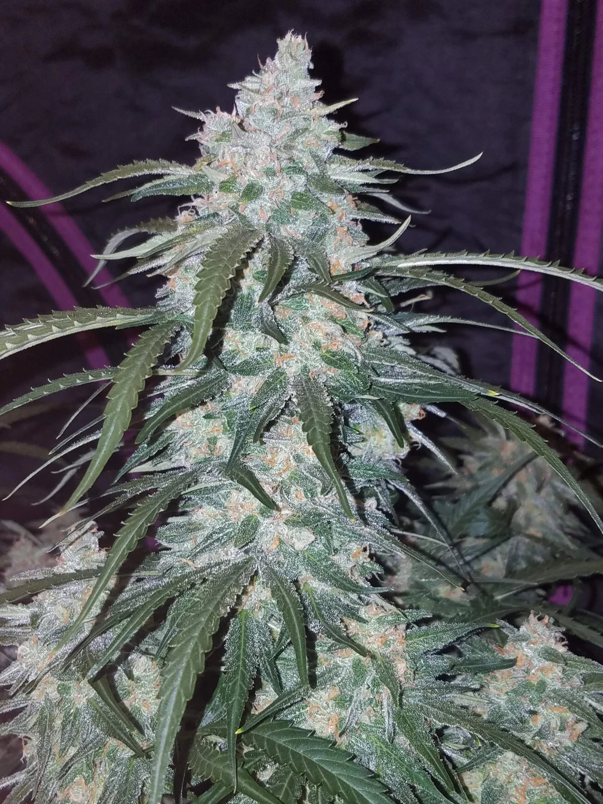 Pineapple Express Auto - Fast Buds