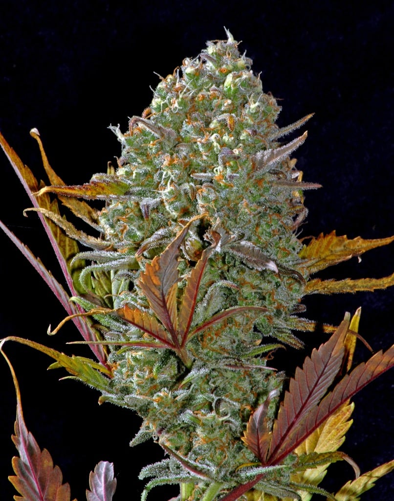 Pineapple Express Auto - Fast Buds