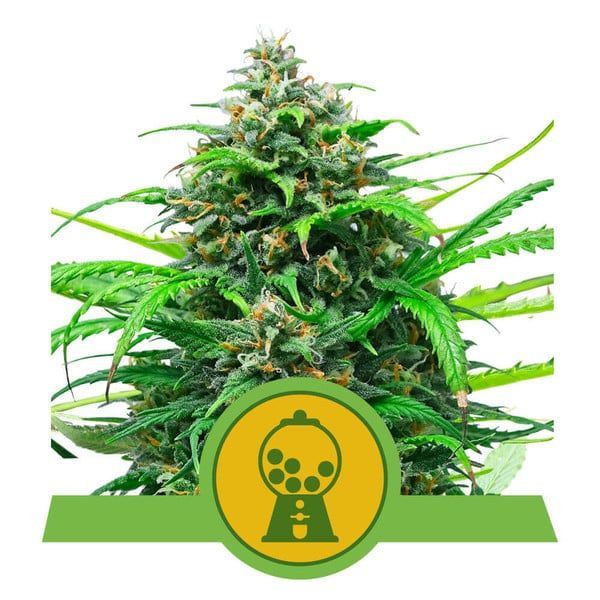 Green cannabis plant with a logo in the center on a white background