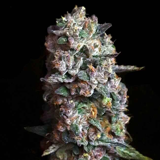 Close-up of a cannabis bud with a black background