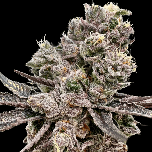 Platinum Green Apple Candy - Atlas Seed