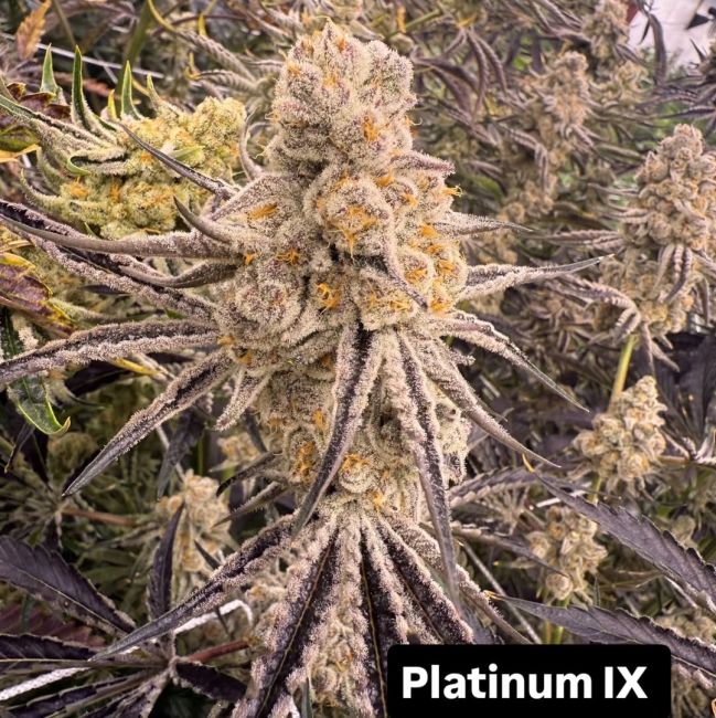 Close-up of a cannabis plant with frosty buds labeled 'Platinum IX'.