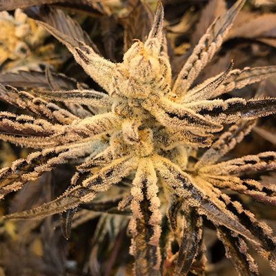 Close-up of a cannabis plant bud with a brownish color.