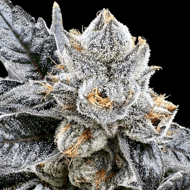 Platinum Lemon Cherry Gelato - Atlas Seed