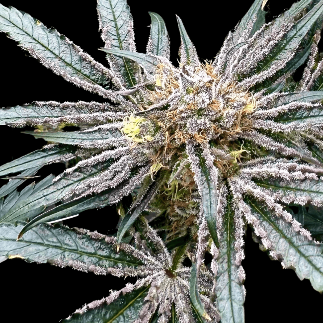 Platinum Zoap - Atlas Seed